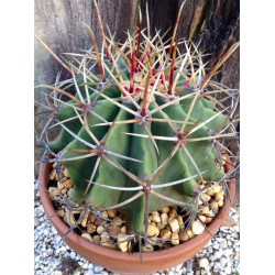 Ferocactus emoryi
