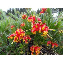 Grevillea ignite