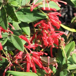 Grevillea Rhyolitica