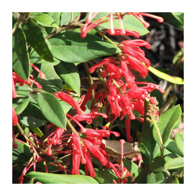 Grevillea Rhyolitica