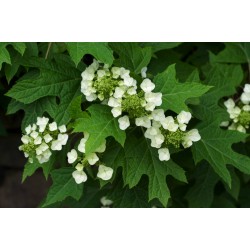 Hortensia quercifolia
