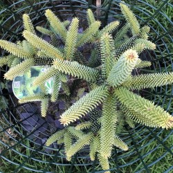 Abies pinsapo aurea