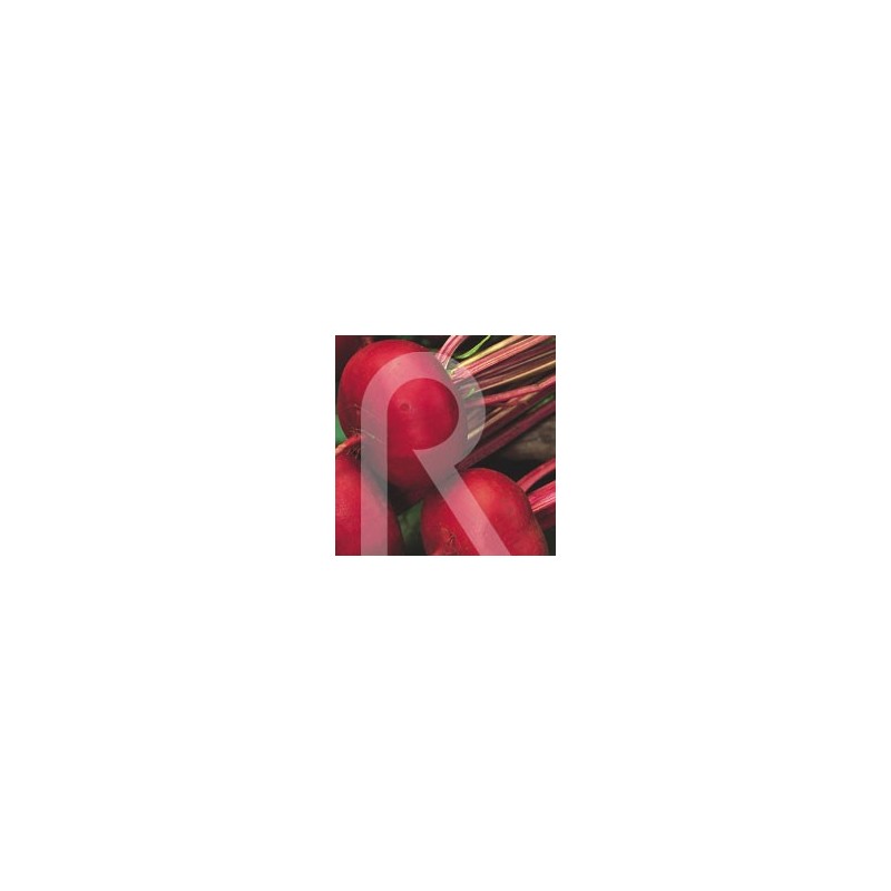 REMOLACHA ROJA APLASTADA DE EGIPTO