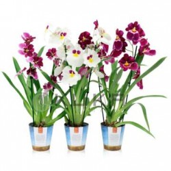 Orquídea miltoniopsis