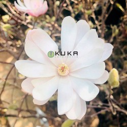 Magnolia stellata