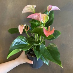 Anthurium Joli duo variado