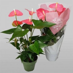 Anthurium andreaum colorado