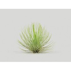 Tillandsia andreas