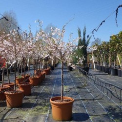 Prunus incisa kojo no mai