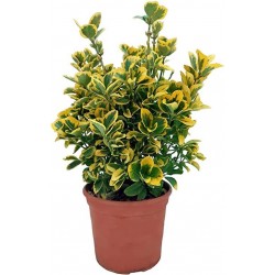 Euonymus japonica aurea