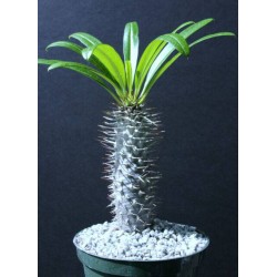 Pachypodium lamerei