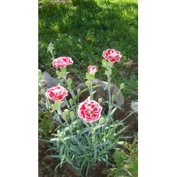 Clavel carnelia