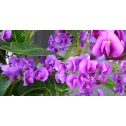 Hardenbergia bliss