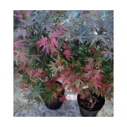 Acer palmatum orangeola