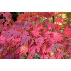Acer palmatum aconitifolium