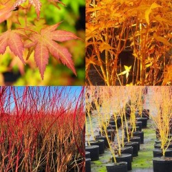 Acer palmatum bi hoo