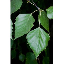 Betula alba péndula