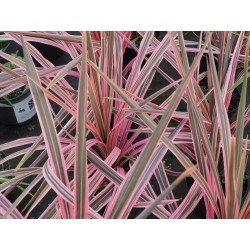 Dracena Indivisa Australis
