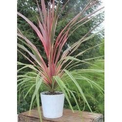 Dracena Indivisa Australis...