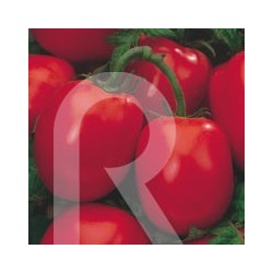 TOMATE RIO GRANDE