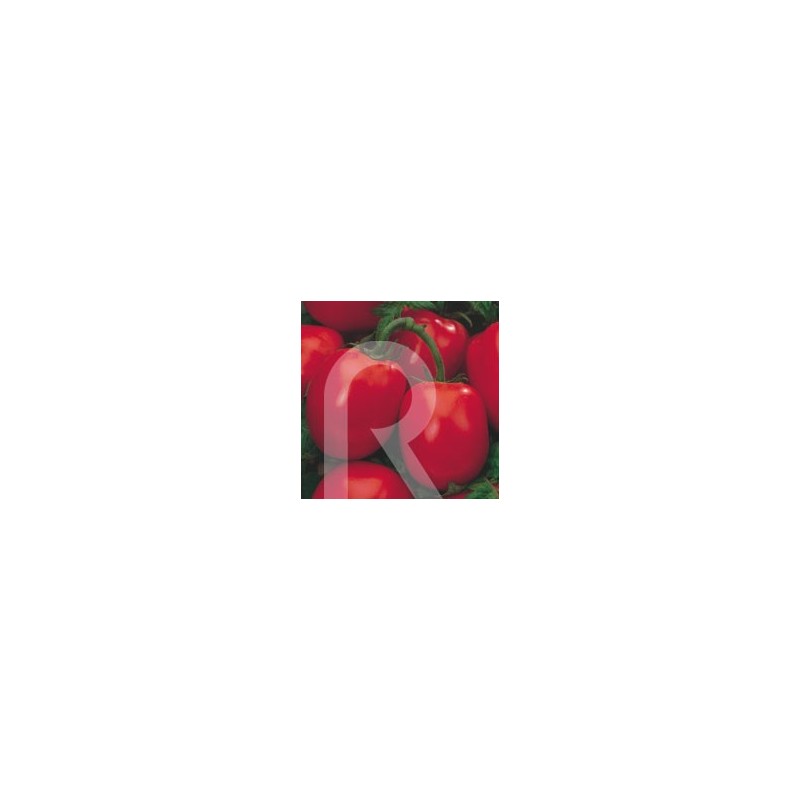 TOMATE RIO GRANDE