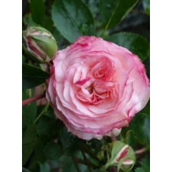 Rosal trepador mini eden