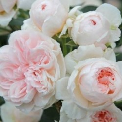 Rosal trepador Sabrina