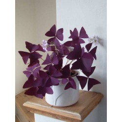 Trebol oxalis triangularis