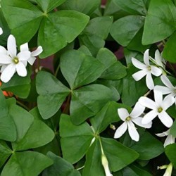 Trebol oxalis regnelli