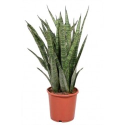 Sansevieria kirikii