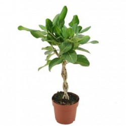 Ficus benghalensis