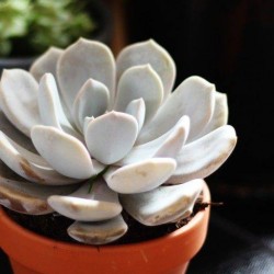 Echeveria asante sana
