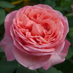 Rosal mademoiselle meilland
