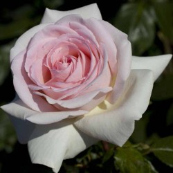 Rosal prince jardinier
