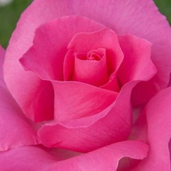 Rosal McCartney