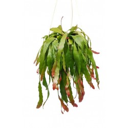 Pseudorhipsalis red coral