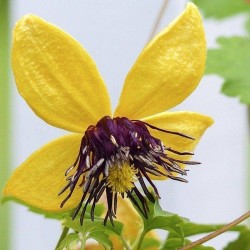 Clematides tangutica