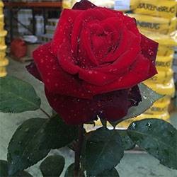 Rosal trepador Paul's Scarlet