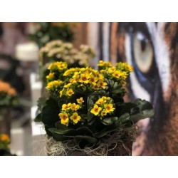 Kalanchoe tiger single