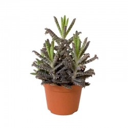 Kalanchoe tubiflora