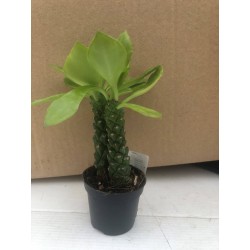 Monadenium Rubellum