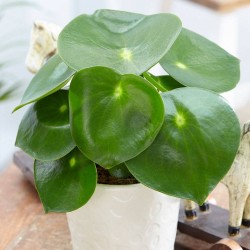 Peperomia polybotrya raindrio