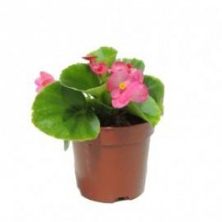 Begonia sempreflorens