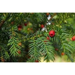 Sequoiadendron giganteum...