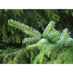 Picea omorika