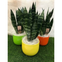 Sansevieria trifasciata...