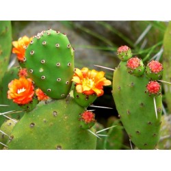Cactus opuntia