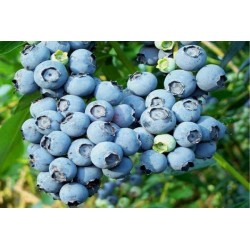 Arándano morado hardyblue