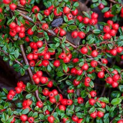 Cotoneaster dammeri Coral...