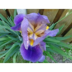Iris Germanica